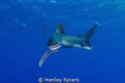 Oceanic White Tip by Henley Spiers 